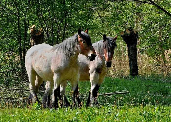 Daire Weibos B&B Camperplaats