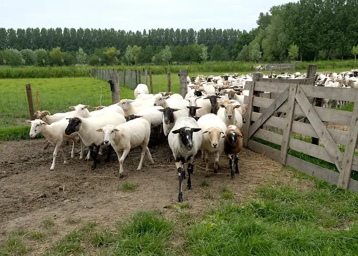 Daire Weibos B&B Camperplaats